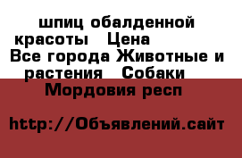 шпиц обалденной красоты › Цена ­ 22 000 - Все города Животные и растения » Собаки   . Мордовия респ.